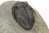 Beautiful Zlichovaspis Trilobite - Chocolate Brown Shell #248762-4